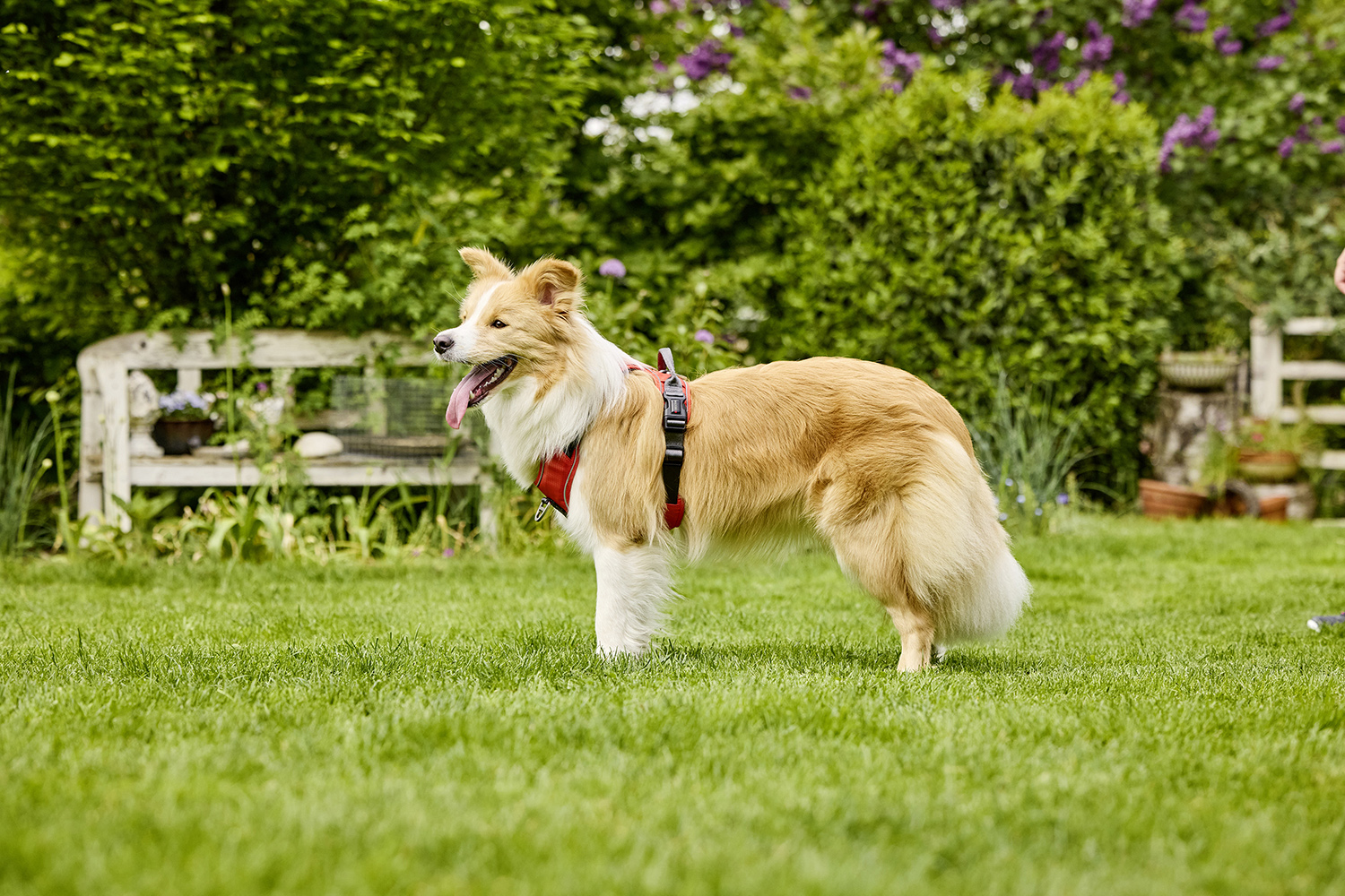Active Pro Comfort Harness