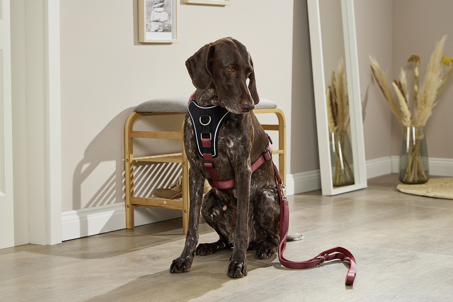 Professional Comfort Führleine WOLTERS cat & dog GmbH