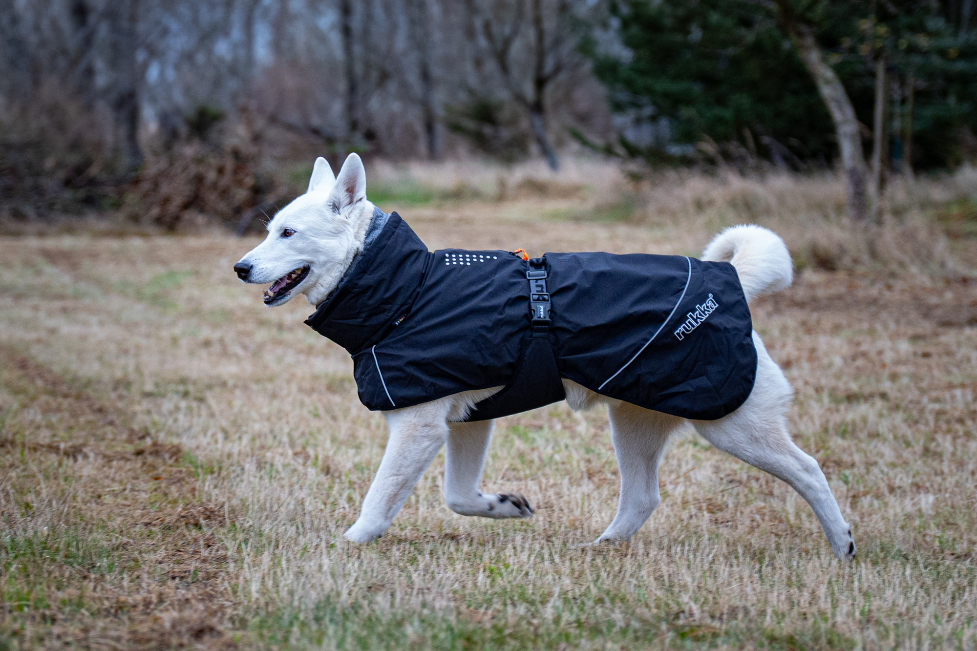 Rukka Pets Winter Jacket Warmup 2.0