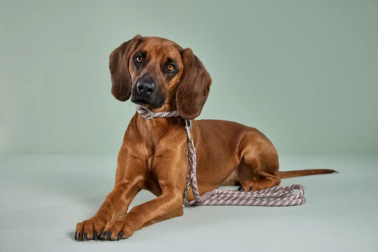  Everest Rope Programme Half-Check Collar 