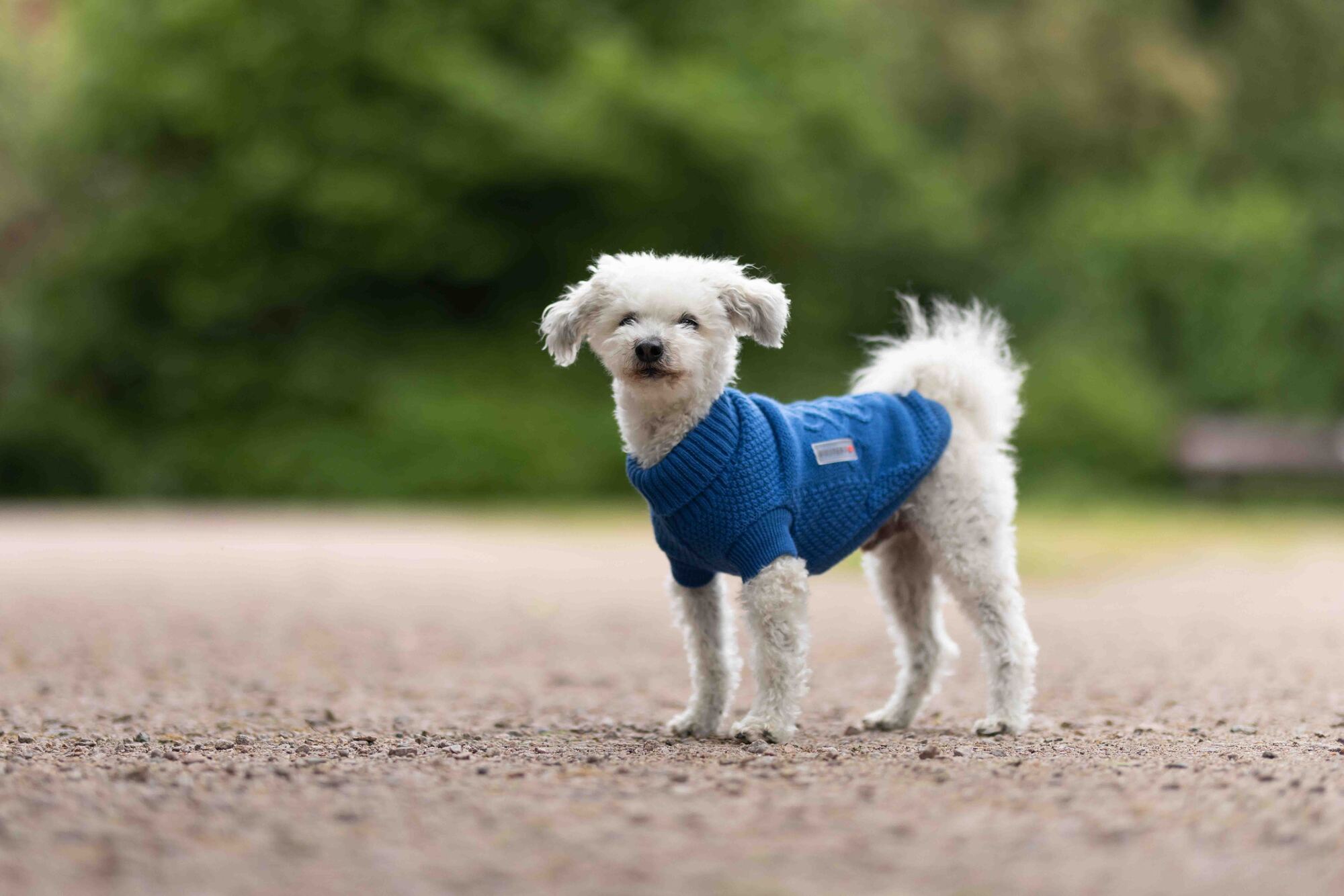  WOLTERS cat & dog GmbH
