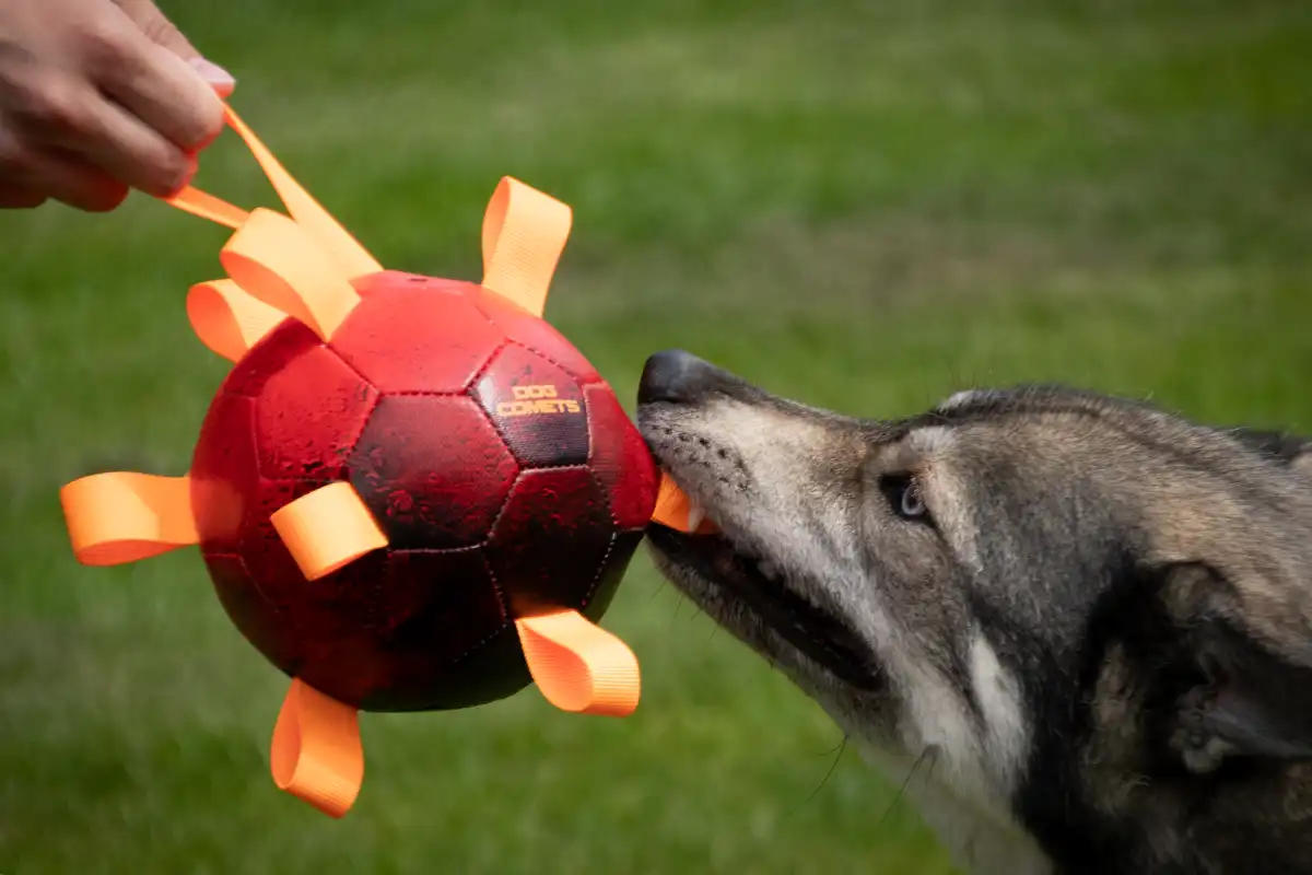 Dog Comets Hypernova