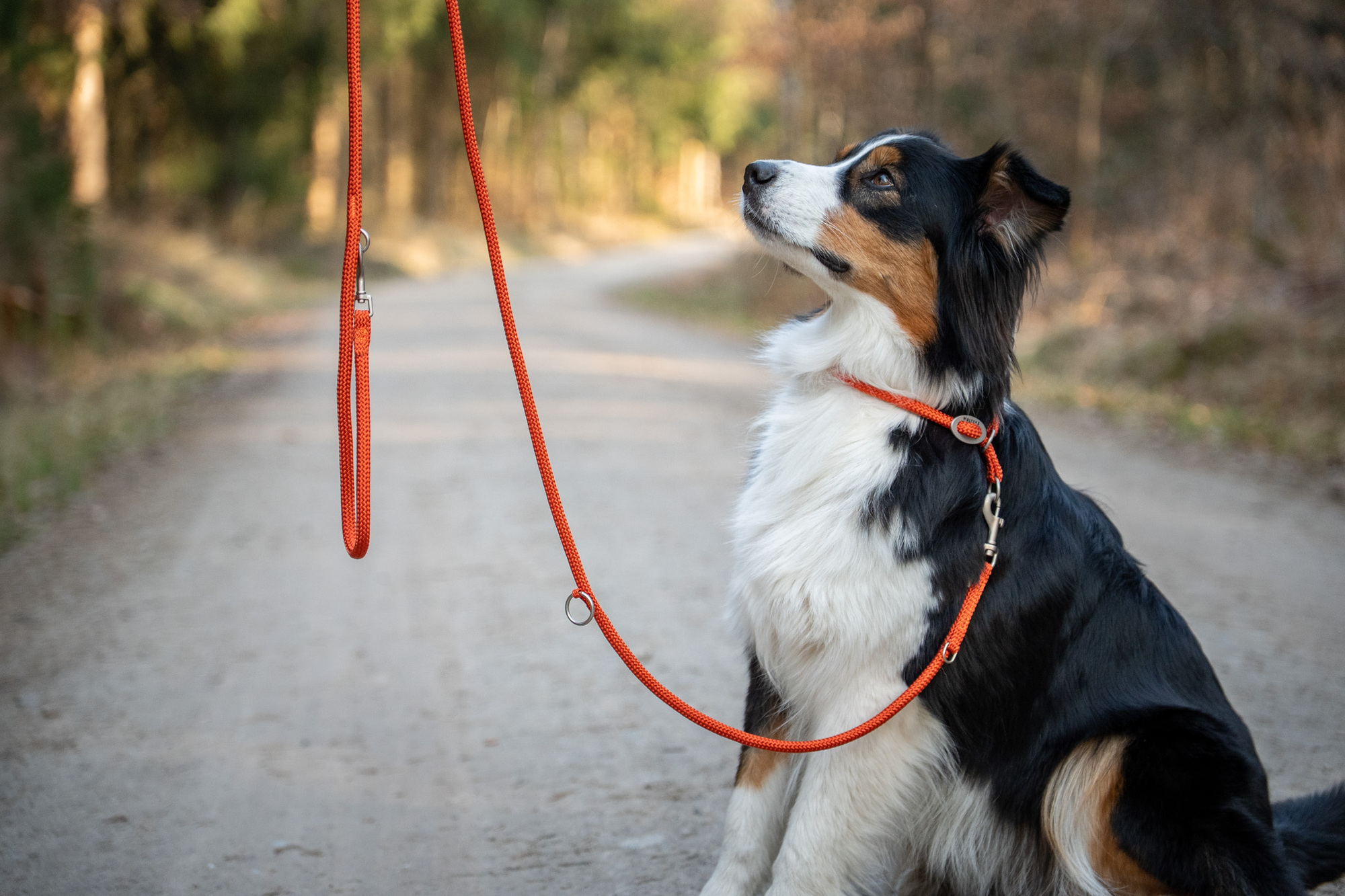K2-Tauprogramm Schlupfhalsband WOLTERS cat & dog GmbH