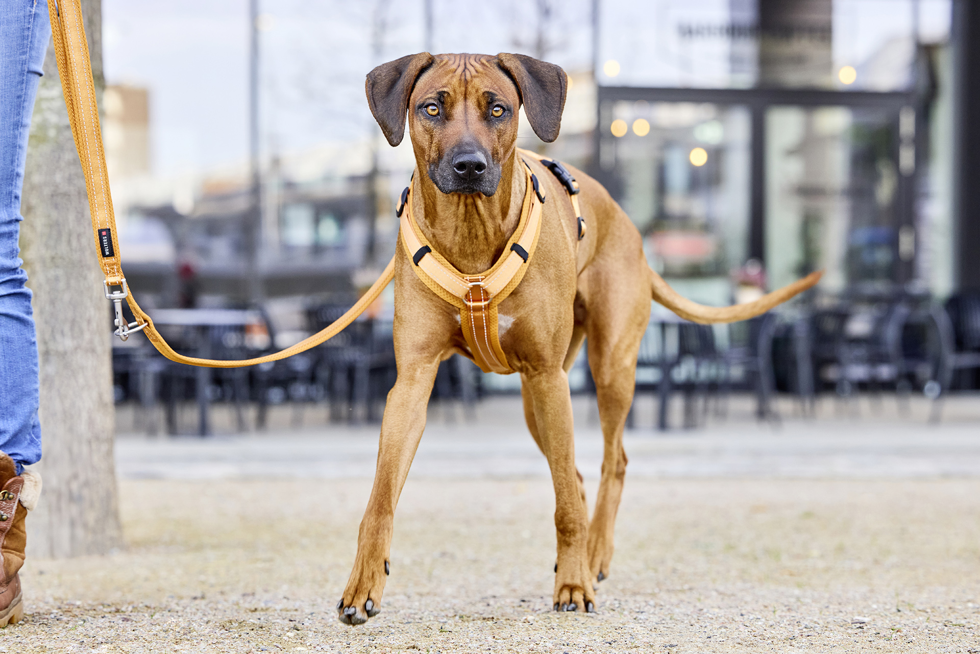 Light Mesh dog lead