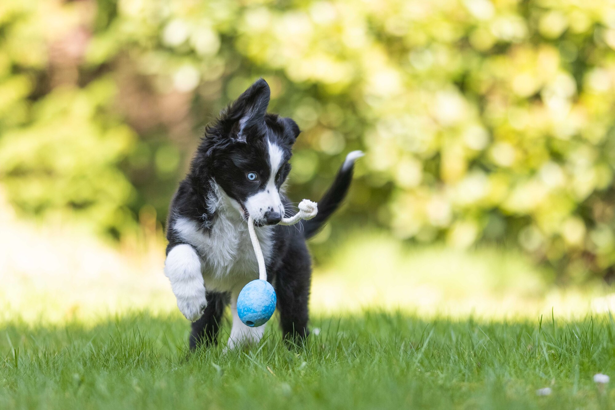  WOLTERS cat & dog GmbH