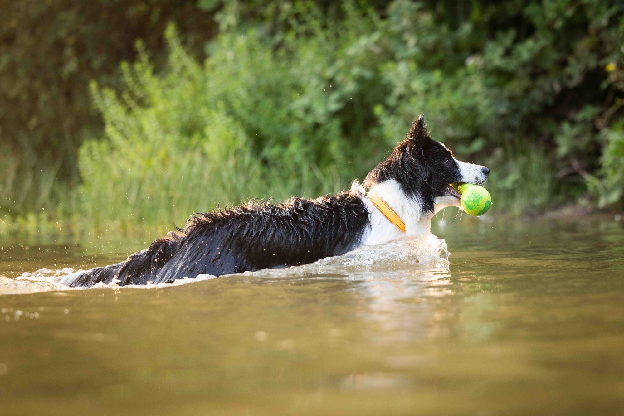 Dog Fun Gym