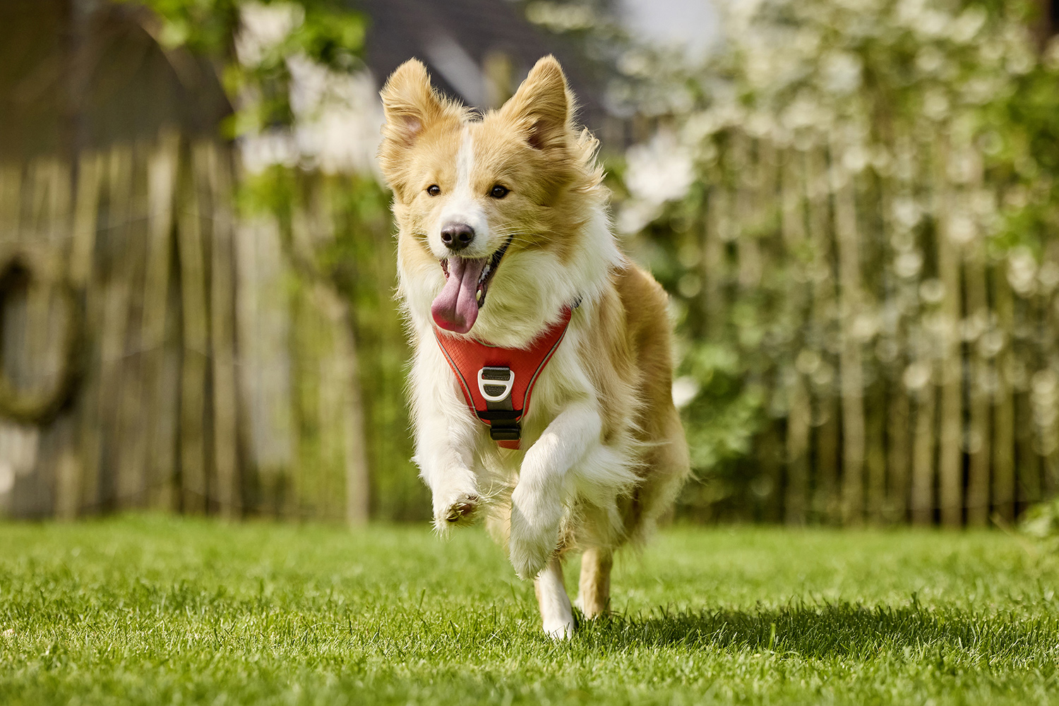 Active Pro Comfort Harness