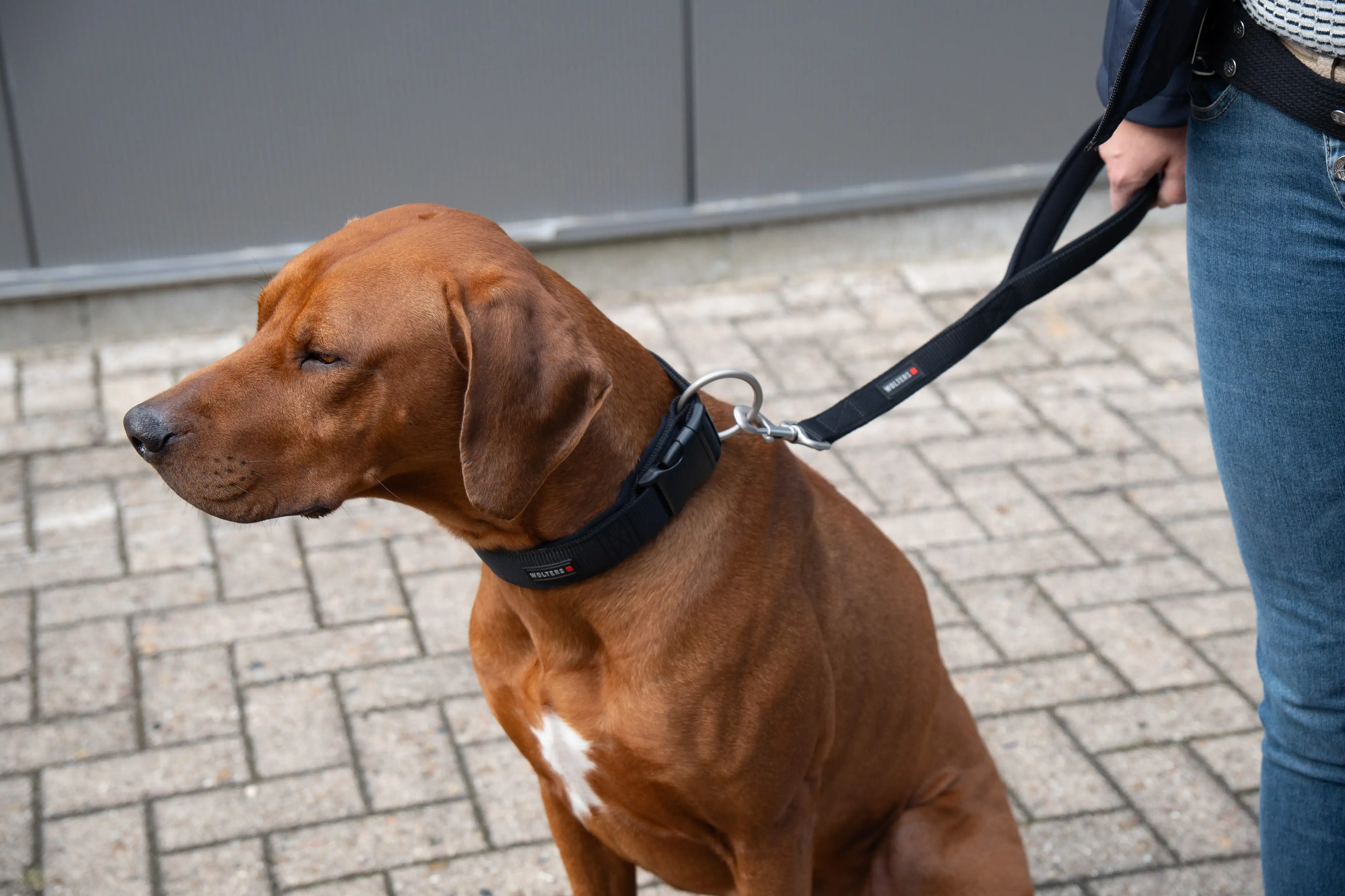 Professional Comfort Short Lead – short