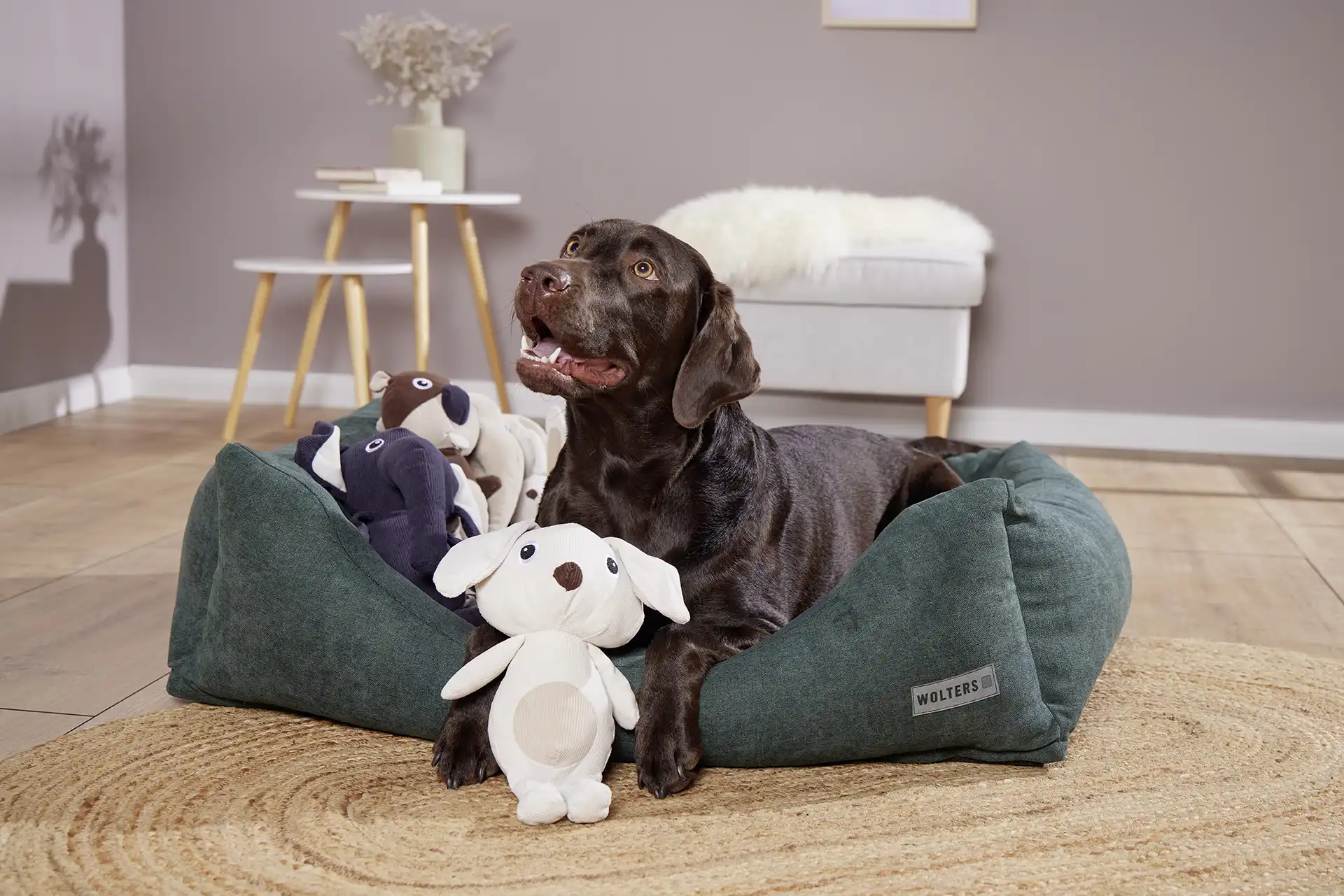 Animal Family Animal Family