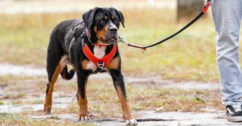 Tierbedarf WOLTERS cat & dog GmbH