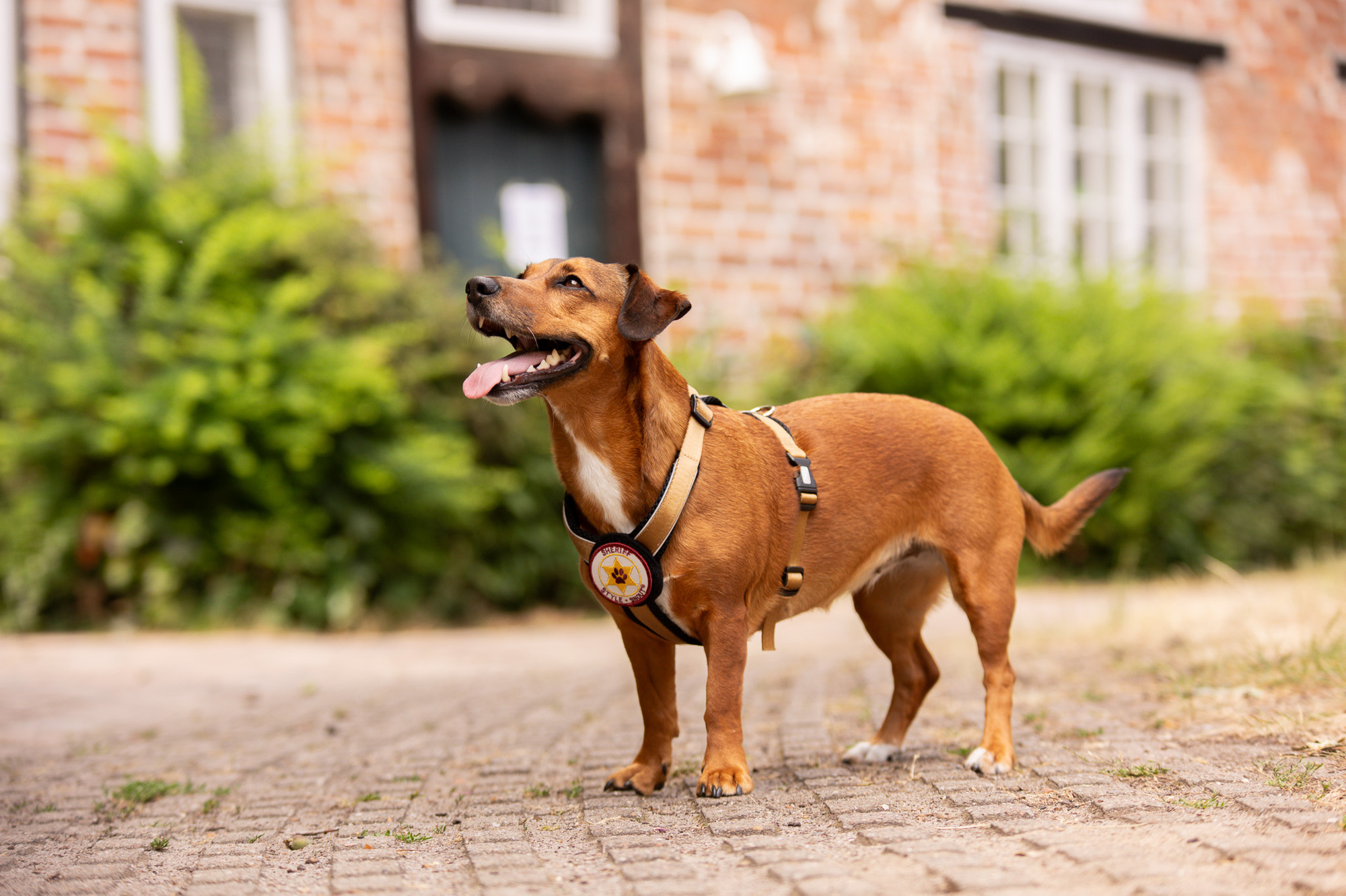 StyleSnout Patch&Style Harness